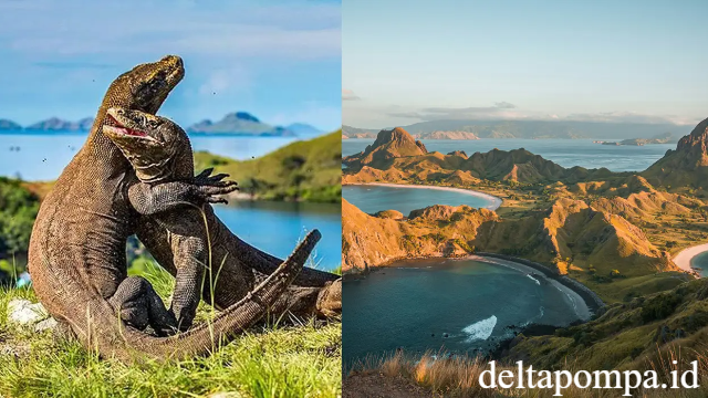 Wisata Komodo Island Keajaiban Alam & Habitat Satwa Purba